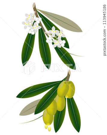 Branches of olives with fruits and flowers on a white background. 113945186