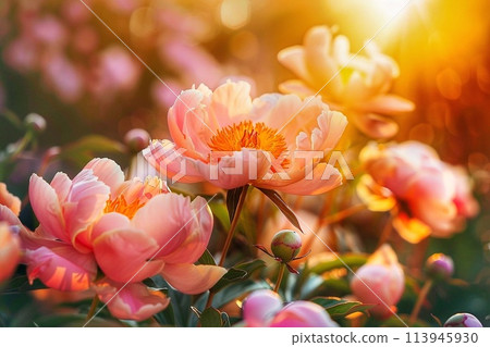 Beautiful peony flowers in the garden at sunset. - Stock Illustration ...