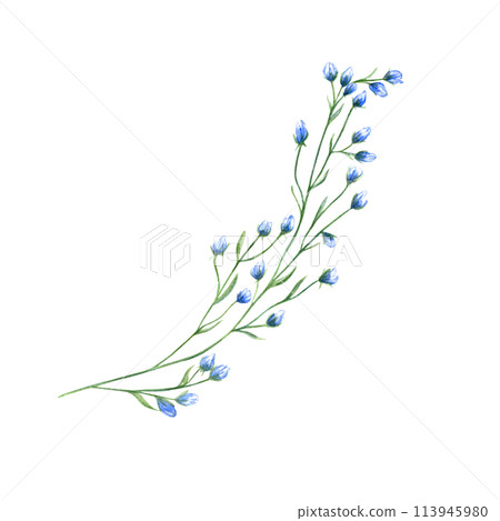 Field blue flower branch. Spring, summer herbs. Meadow, forest wildflowers. Blooming delicate plant. Watercolor botanical illustration. Simple element for design, print or postcard Field blue flower branch. Spring, summer herbs. Meadow, forest wildflowers. Blooming delicate plant. Watercolor botanical illustration. Simple element for design, print or postcard 113945980