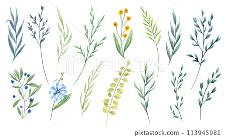 Wildflowers and herbs. Set of meadow, field plants. Delicate flowers and spikelet. Floral clip art sprigs. Watercolor botanical illustration for postcard design, template for poster, greeting Wildflowers and herbs. Set of meadow, field plants. Delicate flowers and spikelet. Floral clip art sprigs. Watercolor botanical illustration for postcard design, template for poster, greeting 113945981