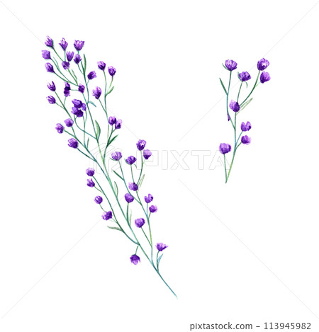 Meadow purple flowers. Spring, summer herbs. Forest wildflowers. Blooming plant. Watercolor botanical illustration of alpine greenery. Simple element for design, print or postcard Meadow purple flowers. Spring, summer herbs. Forest wildflowers. Blooming plant. Watercolor botanical illustration of alpine greenery. Simple element for design, print or postcard 113945982