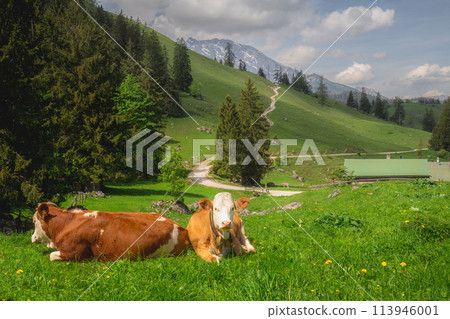 Alpine meadow with cows and rustic houses in Berchtesgaden National Park 113946001