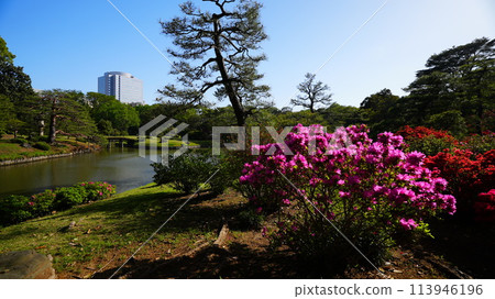 Rikugien Garden Pond and Azaleas 113946196