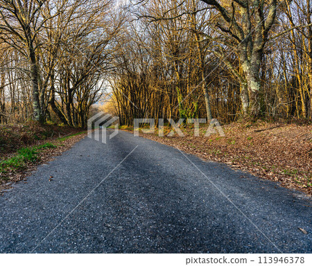 Road in winter 113946378