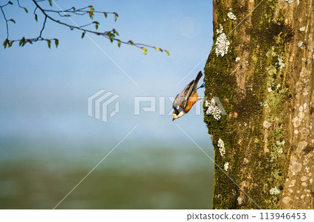 Varied tit about to take off Varied tit about to take off 113946453