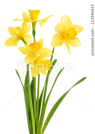 Daffodil flower or narcissus isolated on white background with full depth of field Daffodil flower or narcissus isolated on white background with full depth of field 113946933