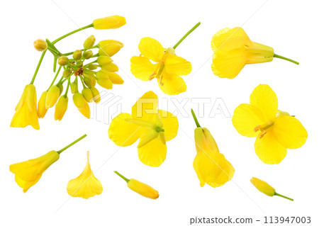 Rapeseed flowers isolated on white background, Top view. Flat lay 113947003