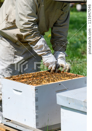 The beekeeper inspects the bee frames, removing them from the hive. 113947046