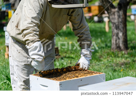 The beekeeper inspects the bee frames, removing them from the hive. 113947047