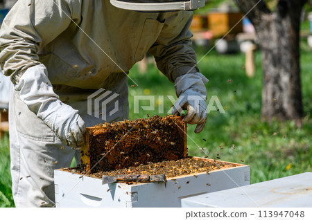 The beekeeper inspects the bee frames, removing them from the hive. 113947048