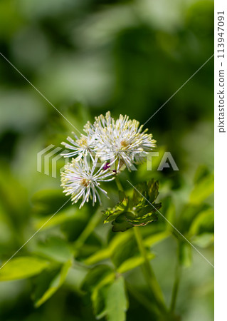 Larchaceous Larchaceous 113947091