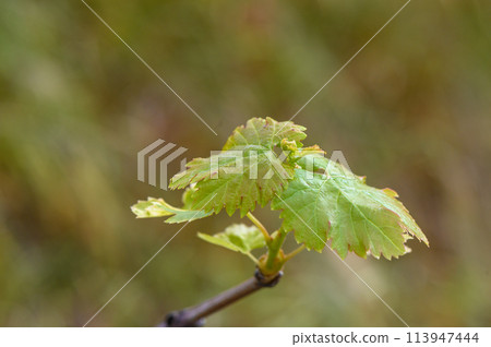 Young leaves of grapes in sunlight Young leaves of grapes in sunlight 113947444