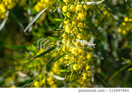 Yellow mimosa flowers. Close up. Spring, Womens day, Easter greeting card. Nature background 5 113947464