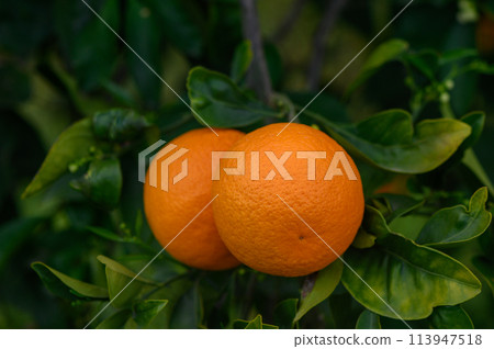 oranges branch with green leaves on tree oranges branch with green leaves on tree 113947518