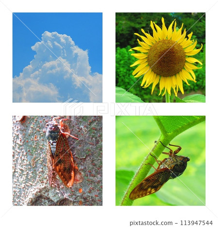 Summer Collage Summer Collage 113947544