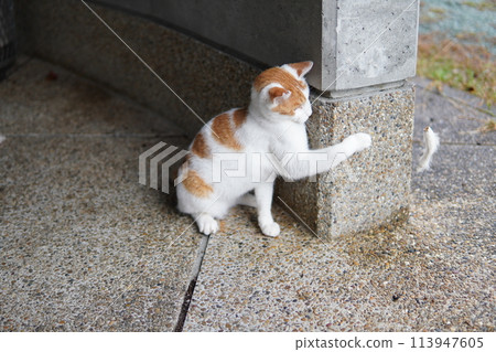 A cute one-year-old cat playing alone 113947605