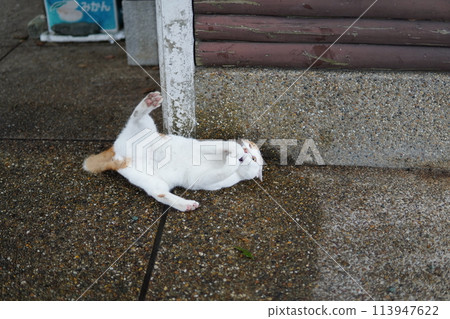 A cute one-year-old cat playing alone A cute one-year-old cat playing alone 113947622