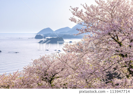 Spring in Tango Matsushima 113947714