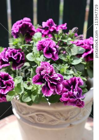 小花矮牽牛，雙花越冬 113947729