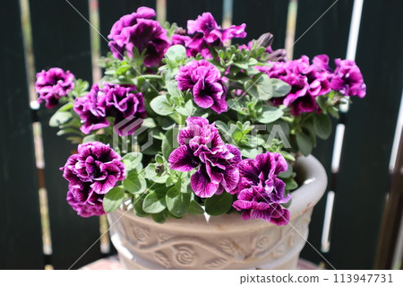 小花矮牽牛,雙花越冬 小花矮牽牛,雙花越冬 113947731