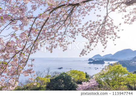 春天的丹後松島 113947744