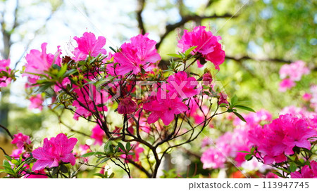 杜鵑花在夕陽的映照下,在新綠中綻放得生氣勃勃 杜鵑花在夕陽的映照下,在新綠中綻放得生氣勃勃 113947745