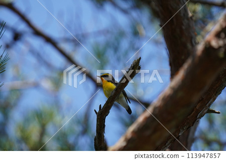 在樹枝上停下的皇冠 113947857