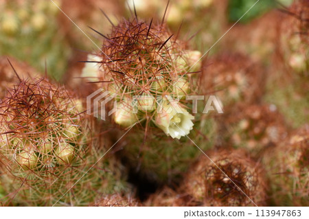 Cactus flower 4 113947863