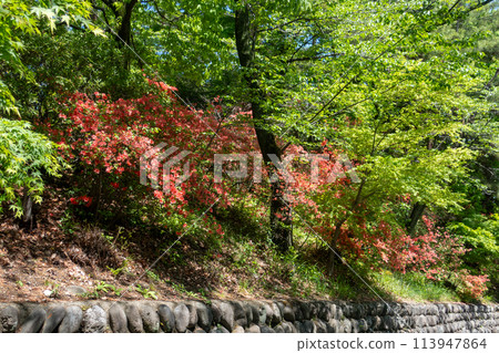 Azaleas blooming on the back approach to Jigen-in Temple on Kannonyama in Takasaki City 113947864