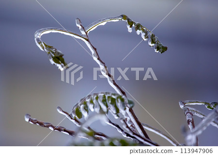 Icicles on icy tree branches. temperature swing season and winter weather in autumn Icicles on icy tree branches. temperature swing season and winter weather in autumn 113947906