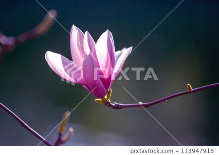 head of blooming magnolia. botany and flowers head of blooming magnolia. botany and flowers 113947918