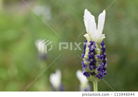 Lavender 4 Lavender 4 113948044