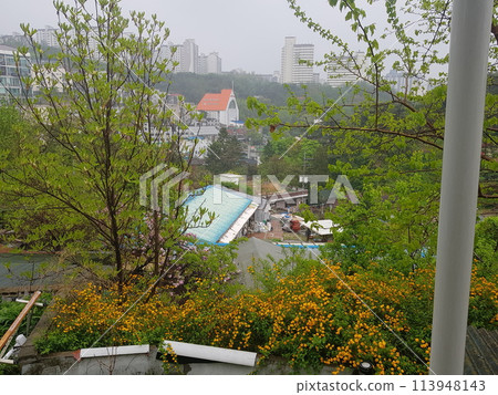 colorful flowers in the city 113948143