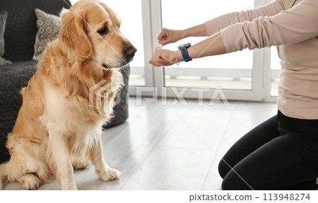 Golden retriever dog sniffing and choosing girl owner hand with food. Young woman playing and feeding doggy pet 113948274