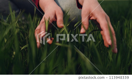farmer hand finger touches stems green wheat leaves field sunset, agriculture farm business, hand in wheat field, farmer evening routine, farmer dusk field, organic wheat hand, hand through wheat farmer hand finger touches stems green wheat leaves field sunset, agriculture farm business, hand in wheat field, farmer evening routine, farmer dusk field, organic wheat hand, hand through wheat 113948339