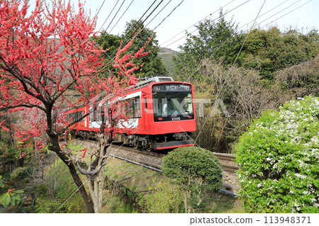 箱根登山列車/聖莫里茲在春天下箱根山(日本神奈川縣足柄下郡) 箱根登山列車/聖莫里茲在春天下箱根山(日本神奈川縣足柄下郡) 113948371