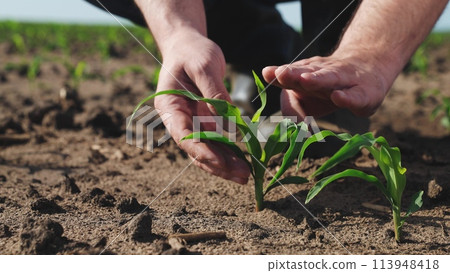 Hands touching sprout of corn sapling. Palms fingers man checking health condition of fresh green plant touch leaves take care of crops sowings seedlings, engage in agriculture on farm, manual labor. 113948418
