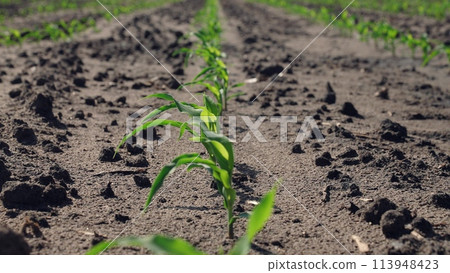 Corn sprouts grow in field. Farm agricultural business beds with rows of green sprouts germs of plants sprouting over damp plowed ground. High-quality healthy harvest crop, corn cultivation growth. 113948423
