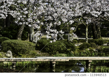 Spring at Kenrokuen with cherry blossoms in full bloom Spring at Kenrokuen with cherry blossoms in full bloom 113948513
