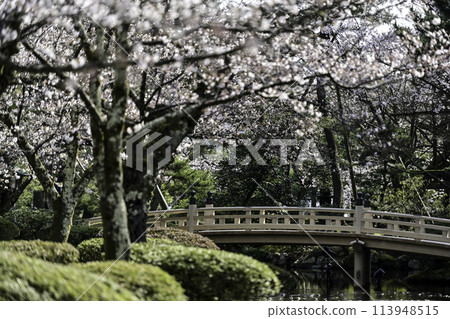 Spring at Kenrokuen with cherry blossoms in full bloom Spring at Kenrokuen with cherry blossoms in full bloom 113948515