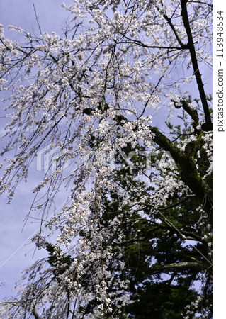 Spring at Kenrokuen with cherry blossoms in full bloom Spring at Kenrokuen with cherry blossoms in full bloom 113948534