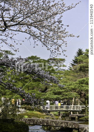 春天的兼六園,櫻花盛開 春天的兼六園,櫻花盛開 113948540