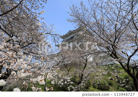 小田原城樓和盛開的櫻花(日本神奈川縣小田原市) 小田原城樓和盛開的櫻花(日本神奈川縣小田原市) 113948727