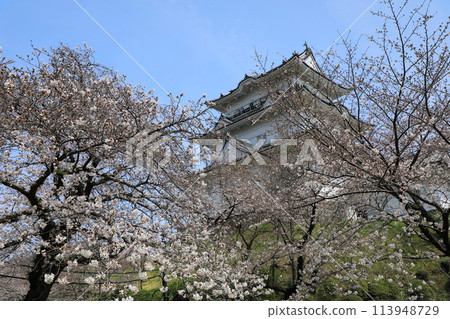 小田原城樓和盛開的櫻花(日本神奈川縣小田原市) 小田原城樓和盛開的櫻花(日本神奈川縣小田原市) 113948729