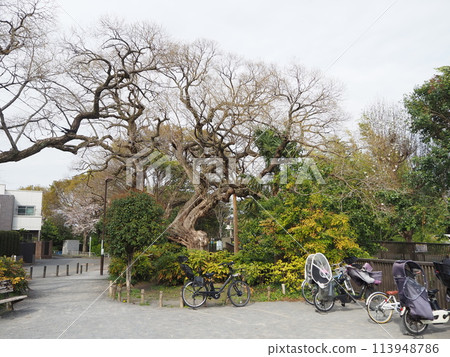 Igashira willow Igashira willow 113948786