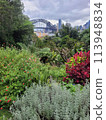 Sydney harbour bridge in the background of a native plant garden on a cloudy overcast day. Sydney harbour bridge in the background of a native plant garden on a cloudy overcast day. 113948834