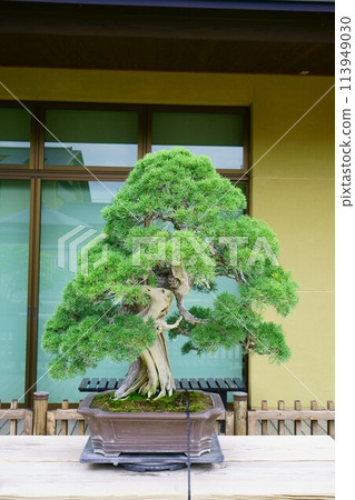 6715 Bonsai BONSAI 113949030