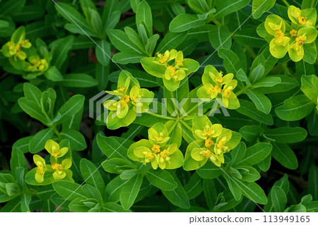 A colony of eulacryma japonica with beautiful yellow flowers (cup-shaped inflorescences) A colony of eulacryma japonica with beautiful yellow flowers (cup-shaped inflorescences) 113949165