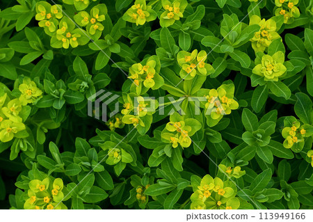A colony of eulacryma japonica with beautiful yellow flowers (cup-shaped inflorescences) A colony of eulacryma japonica with beautiful yellow flowers (cup-shaped inflorescences) 113949166