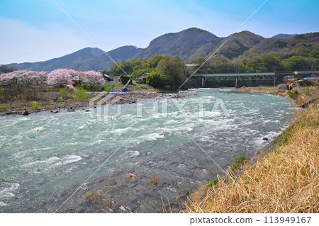 The raging Tone River, cherry blossom season and fresh greenery, a view from the Tanashita Fudo area The raging Tone River, cherry blossom season and fresh greenery, a view from the Tanashita Fudo area 113949167